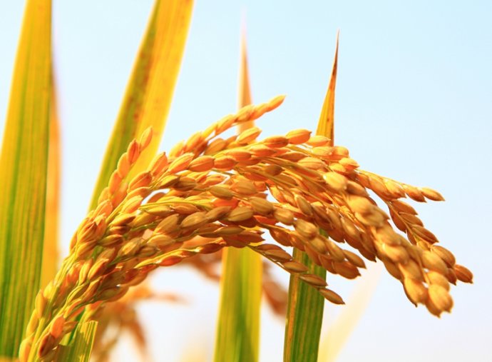 DNTS-P018 糧谷農(nóng)殘掃描 74項(xiàng)