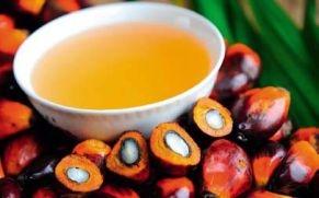 棕櫚仁油 GB/T 18009-1999