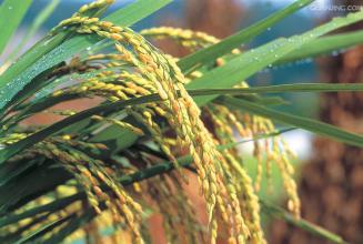 綠色食品 稻米NY/T 419-2014