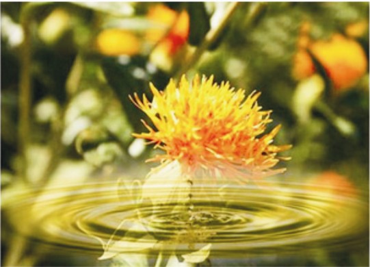 紅花籽油 GB/T 22465-2008