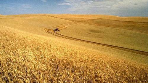 2020年國際糧食市場 糧價總體略高波動幅度收窄